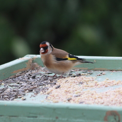 Les oiseaux du jardin